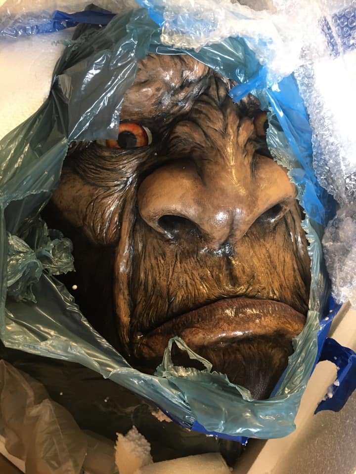 Bigfoot bust being pulled out of a box.